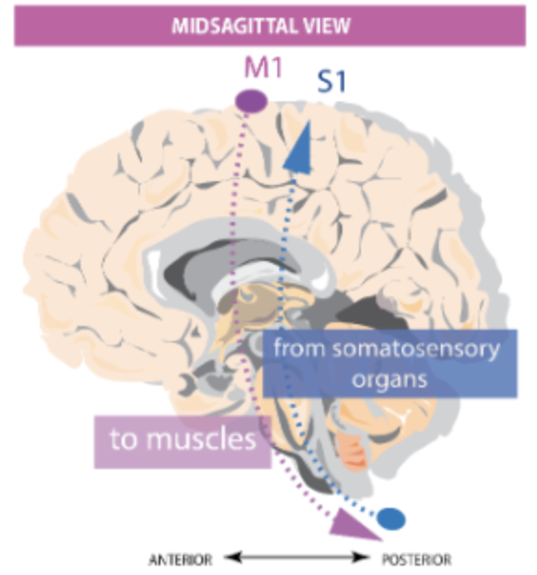 <p>The primary somatosensory cortex (S1), involved in somatosensory elaboration of incoming info from the body.</p>