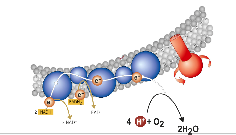<ul><li><p><span>The electron transport chain is built into the </span><strong><span>inner membrane of the mitochondria</span></strong></p></li><li><p><span>The electrons from </span><strong><span>NADH</span></strong><span> and </span><strong><span>FADH<sub>2</sub> </span></strong><span>get passed down </span><u><span>to O</span></u><span><sub>2</sub></span><u><span>, the final electron acceptor</span></u></p></li></ul><p><span>Each oxygen atom combines with </span><strong><span>2 electrons and 2 hydrogen ions&nbsp; &nbsp; (H<sup>+</sup>)</span></strong><span> to </span><u><span>produce water</span></u><span>, one of the products of cellular respiration</span></p>