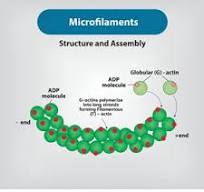 <p>microfilaments</p>