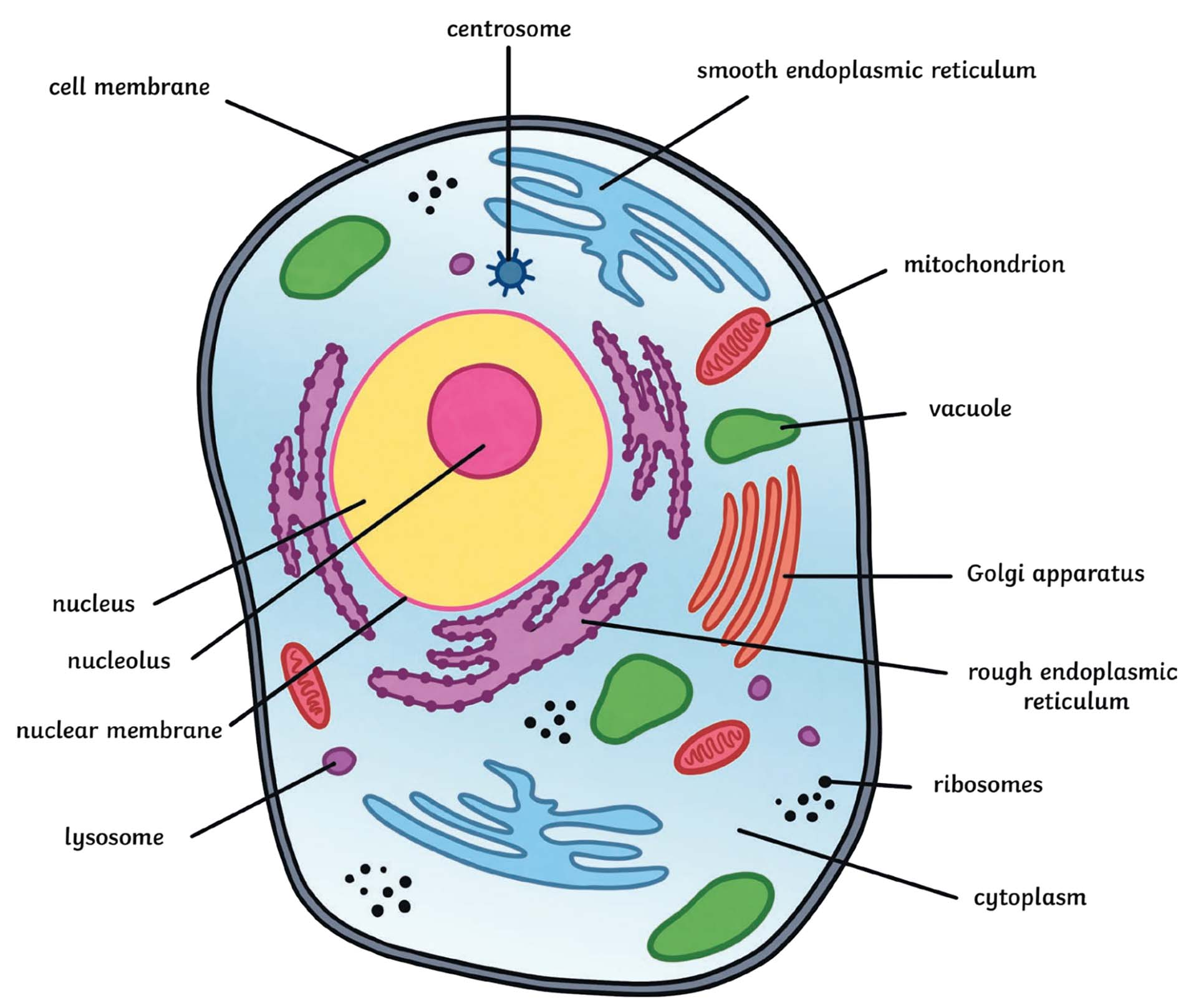 <p>They have no membrane, site of protein synthesis (create proteins), they are either free floating or attached to the Endoplasmic Reticulum, there are 2 subunits of ribosomes.</p>