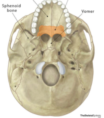 <p>contribute to the formation of three cavities</p><p>floor and lateral walls of nasal cavity</p><p>posterior roof of mouth of oral cavity (1/4 of hard palate posteriorly)</p><p>floor of orbital cavity</p>