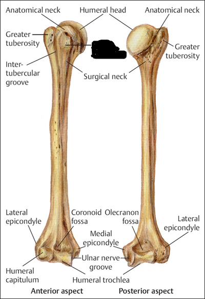 <p>lesser tubercle</p>