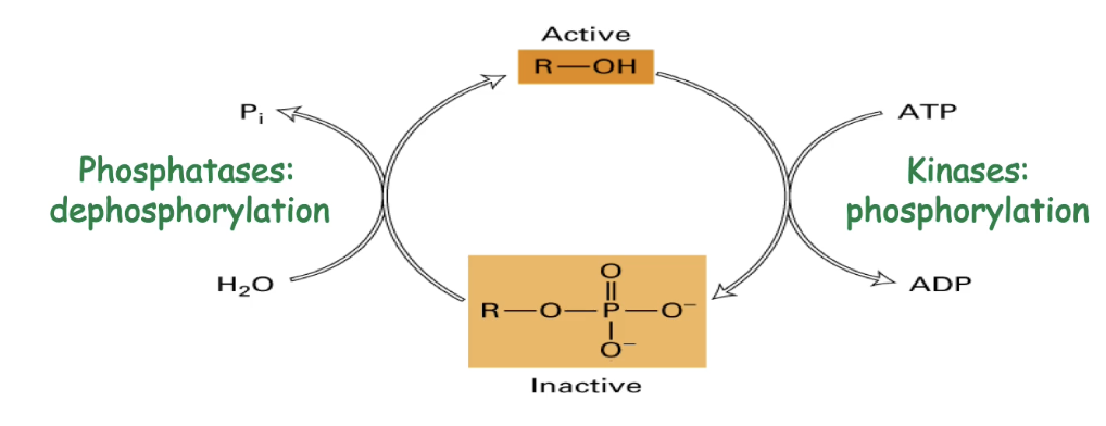 <ul><li><p class="">A <strong>reversible covalent modification</strong></p></li><li><p class="">A <strong>phosphate group</strong> is added to amino acids with hydroxyl groups:</p><ul><li><p class=""><strong>Serine, threonine, tyrosine</strong></p></li></ul></li><li><p class=""><strong>Kinase enzymes</strong> use ATP to add phosphate (inactivation or activation)</p></li><li><p class=""><strong>Phosphatases</strong> remove phosphate to reverse effect</p></li><li><p class="">Changes <strong>protein shape or chemical properties</strong>, altering activity</p></li></ul><p></p>