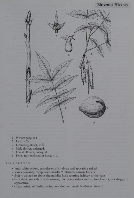 <p>Family: Juglandaceae</p><p>Physiognomy: Nt Tree</p><p>Common Name: Bitternut Hickory</p><p>Twig: Y</p><p>Leaf: Alternate, pinnately compound 7-9 leaflets, lanceolate</p>