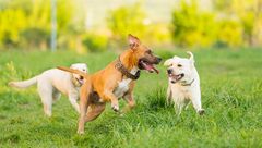 <p>Analyze the posture of the middle dog</p>