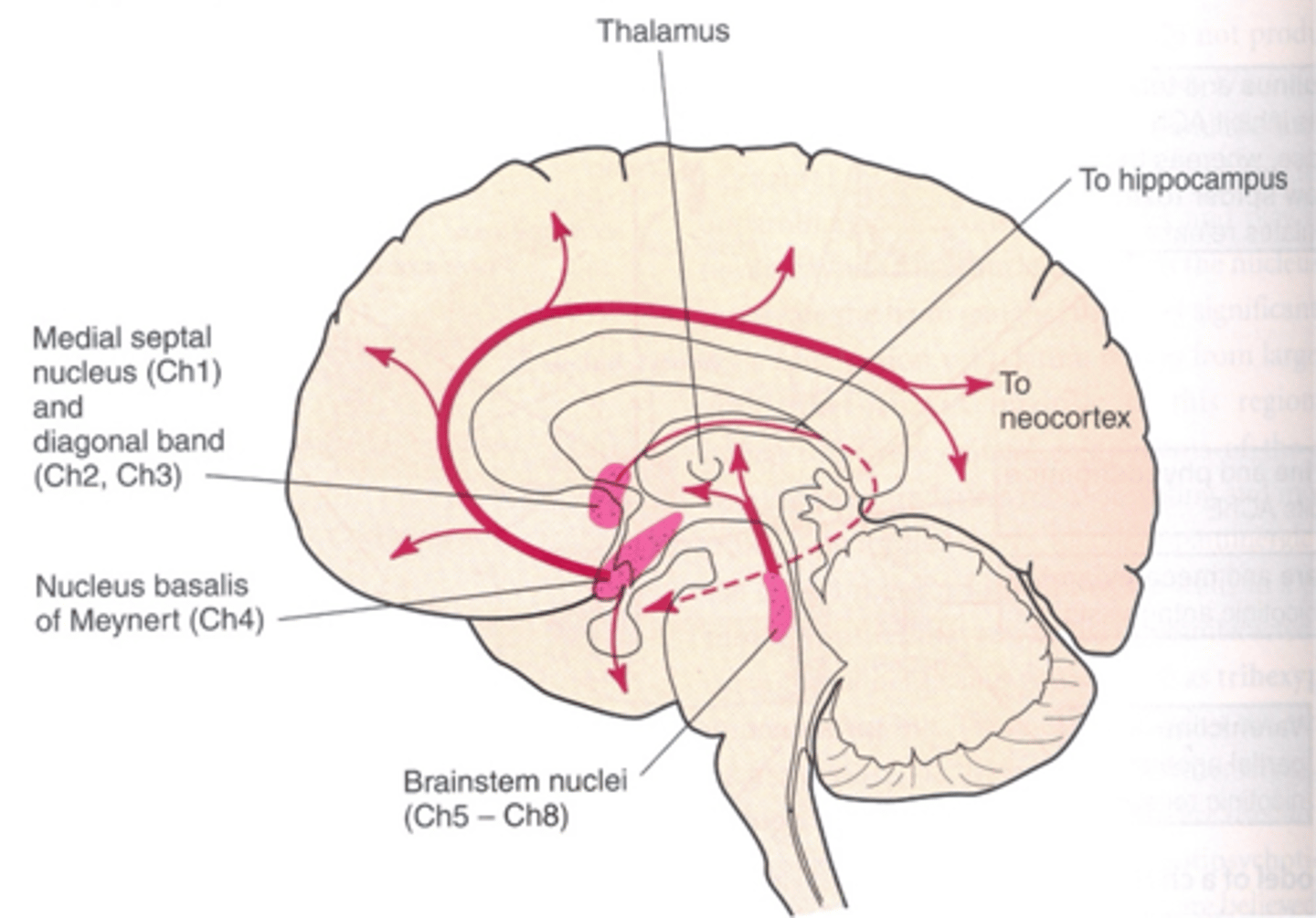 <p>Ch1-CH4</p><p>Septum (Ch1)</p><p>Diagonal band (Ch2+3)</p><p>Nucleus basalis of Meynert (Ch4)</p>