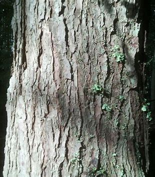 <p>western hemlock</p>