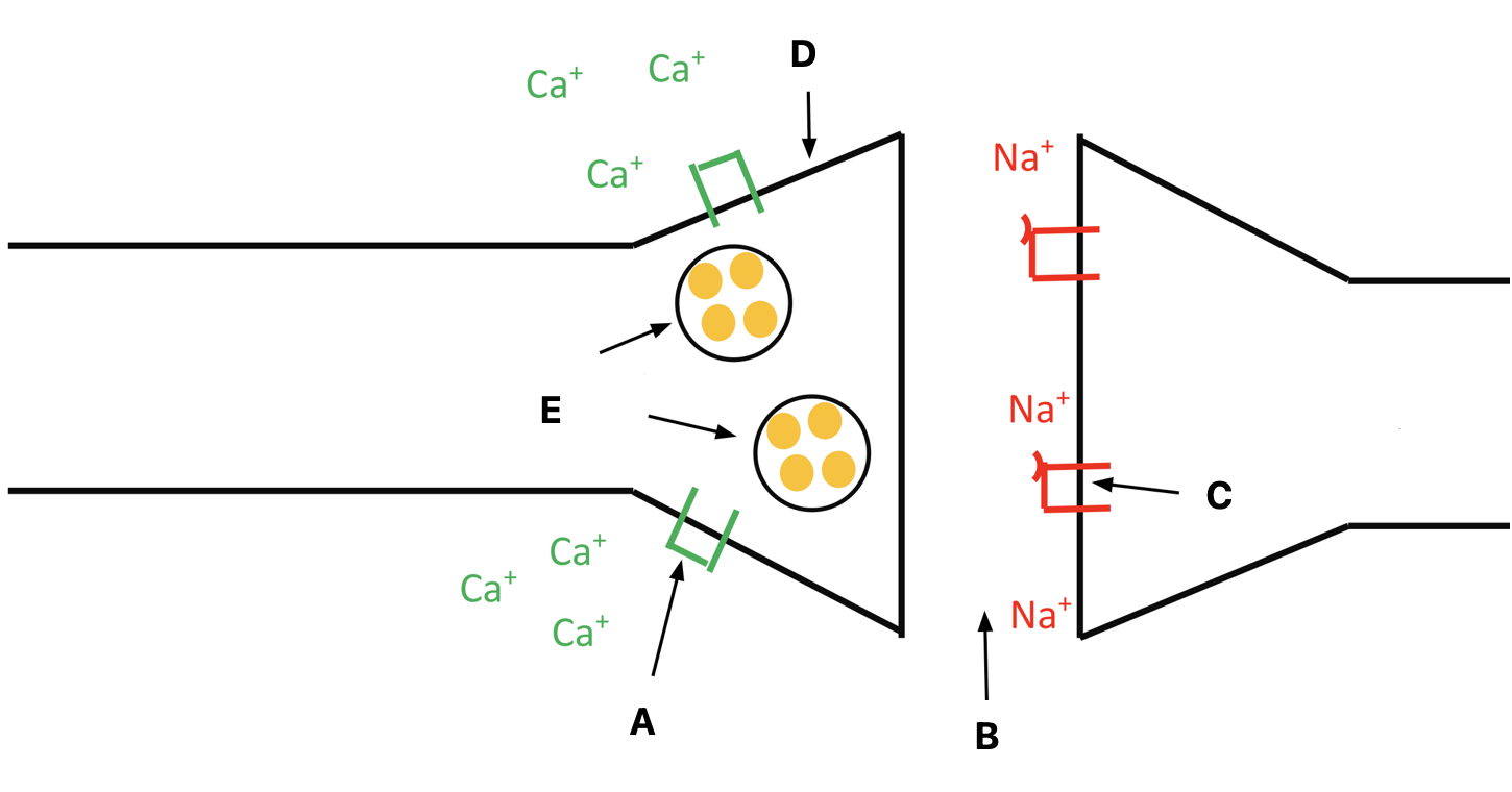 <p>Label A-E</p>