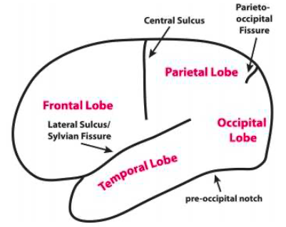 <p>separates frontal and temporal lobe </p>