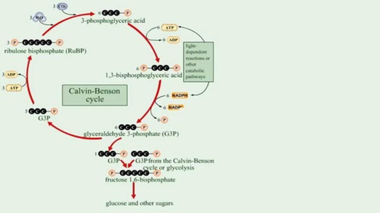 <p>NADPH provides reducing power for the Calvin-Benson cycle.</p>
