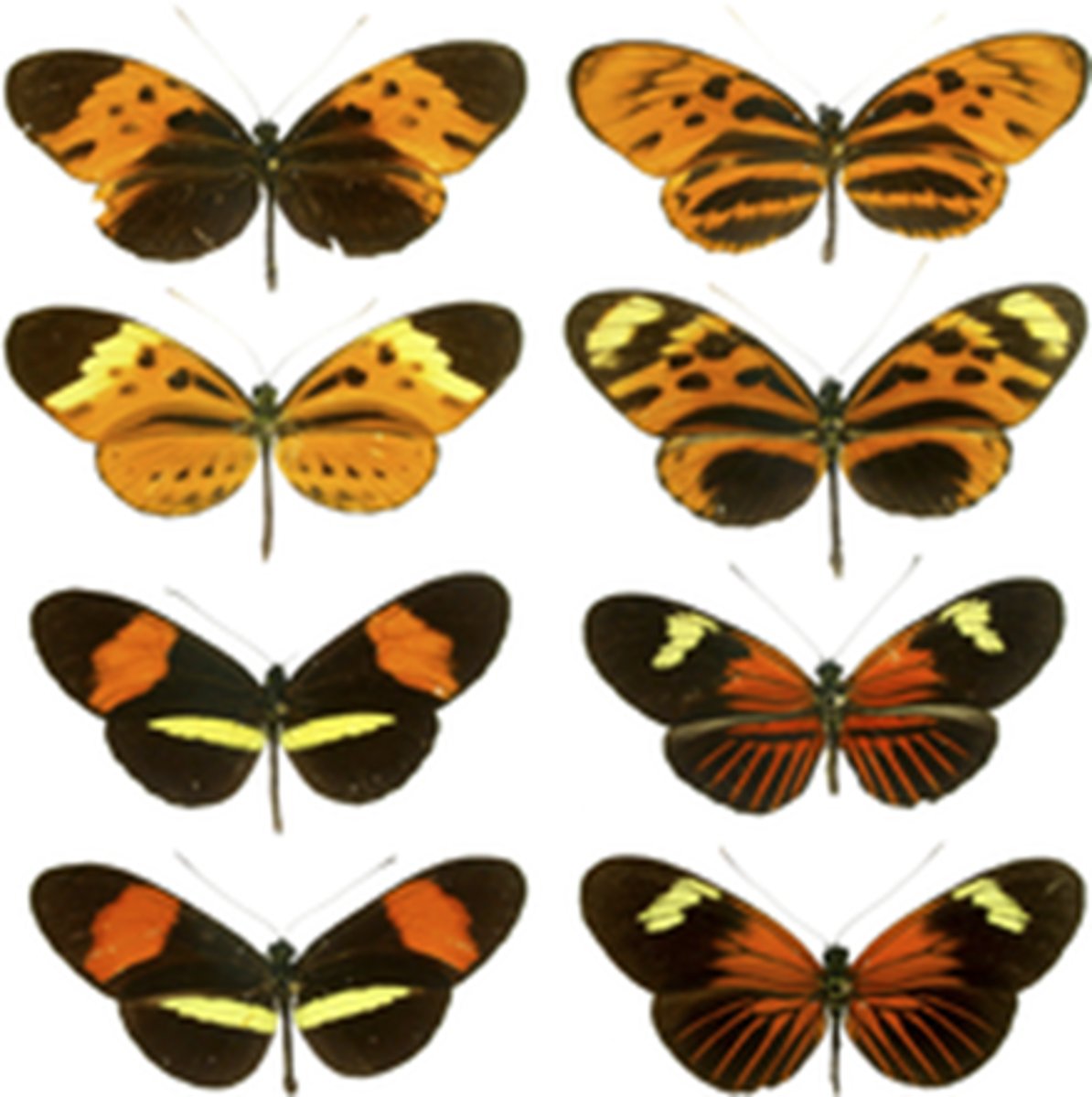 <p>Mullerian mimicry</p>