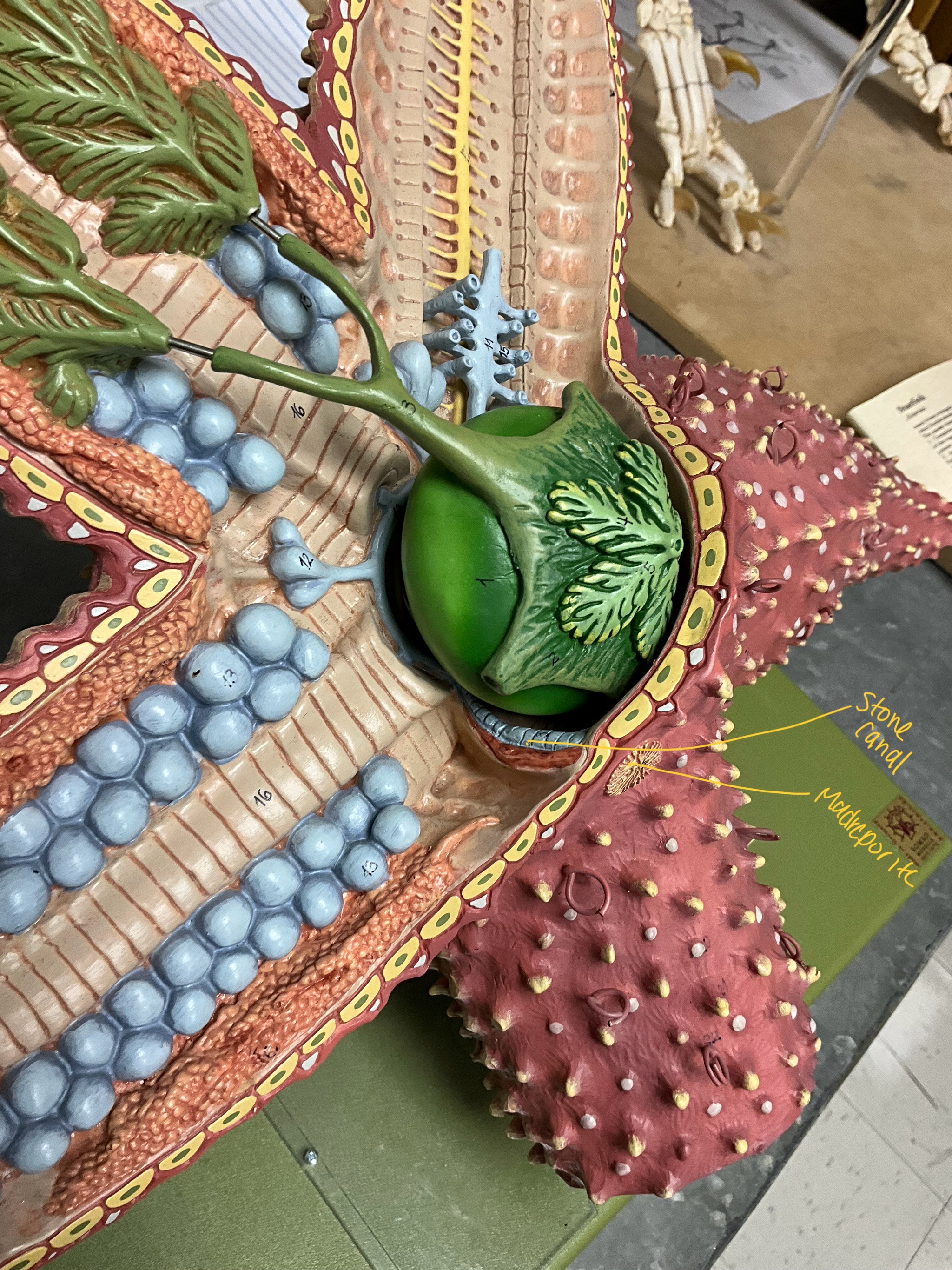 <p>stone canal and madreporite&nbsp;</p>