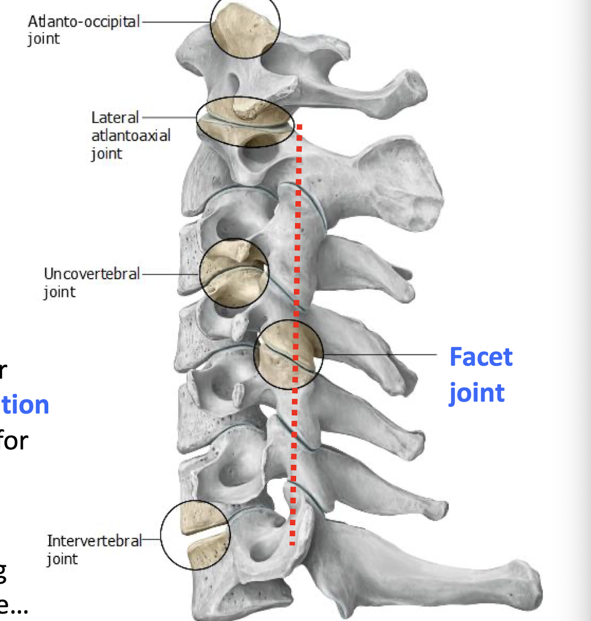 <p>Cervical facet z joints stacked on top of each other. make the c spine the most mobile</p>