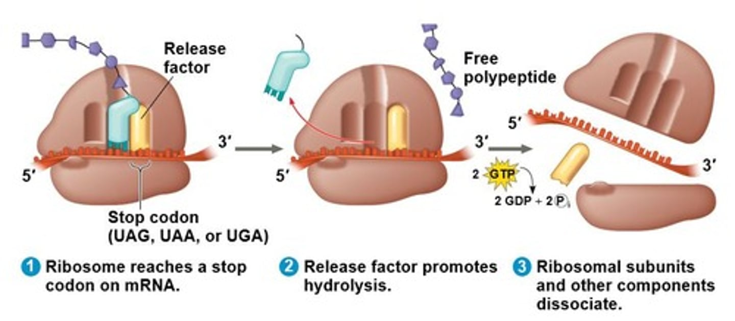 <p>A release factor is accepted, causing the addition of a water molecule instead of an amino acid, releasing the polypeptide.</p>
