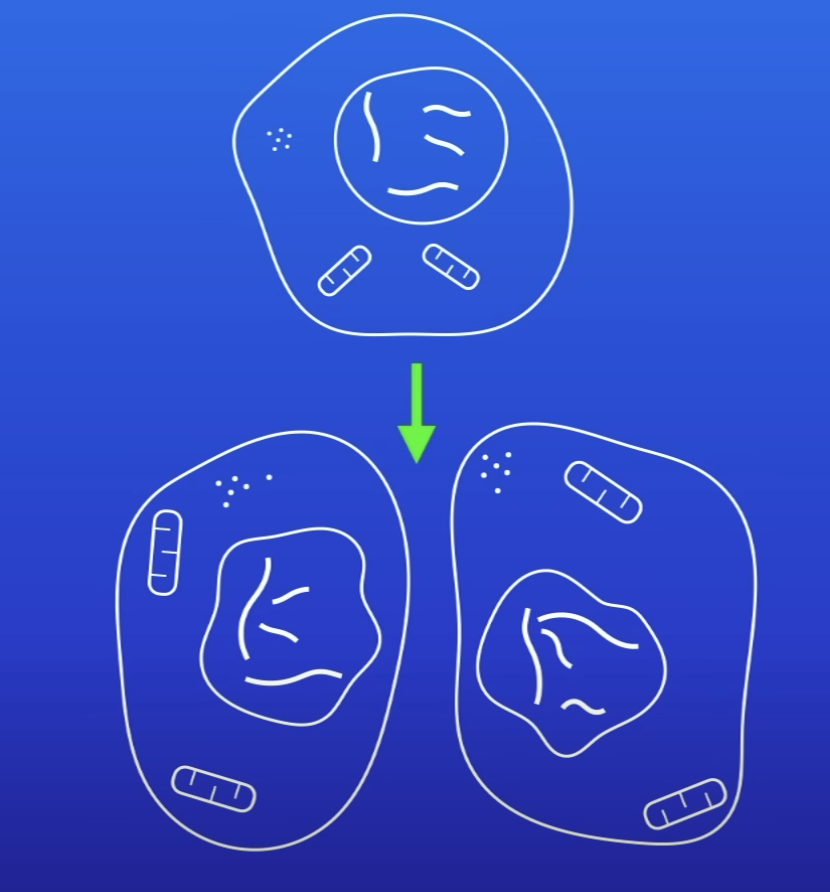 <p>Copy 1 cell into 2</p>