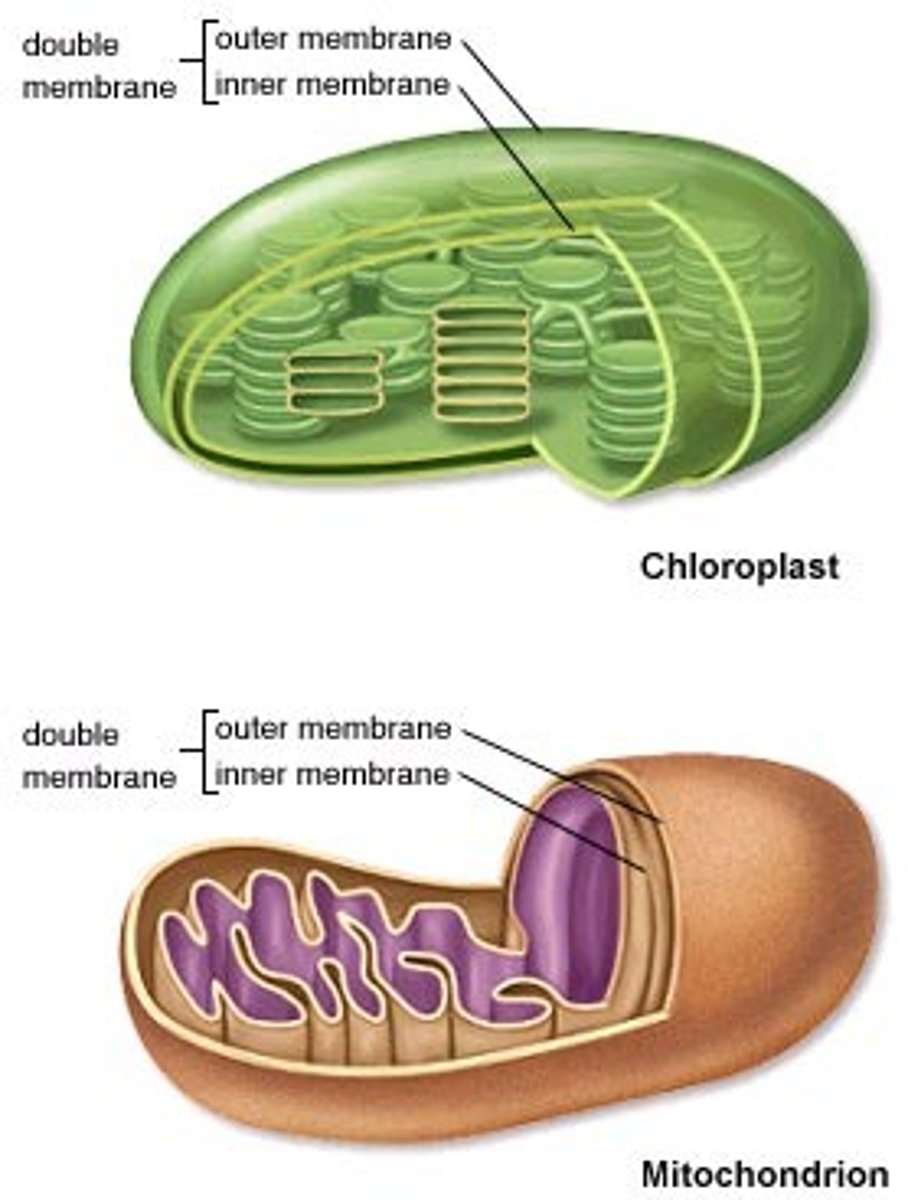 <p>-Enveloped by a double membrane</p><p>-Contain free ribosomes &amp; circular DNA molecules</p><p>-Grow &amp; reproduce somewhat independently in cells</p>