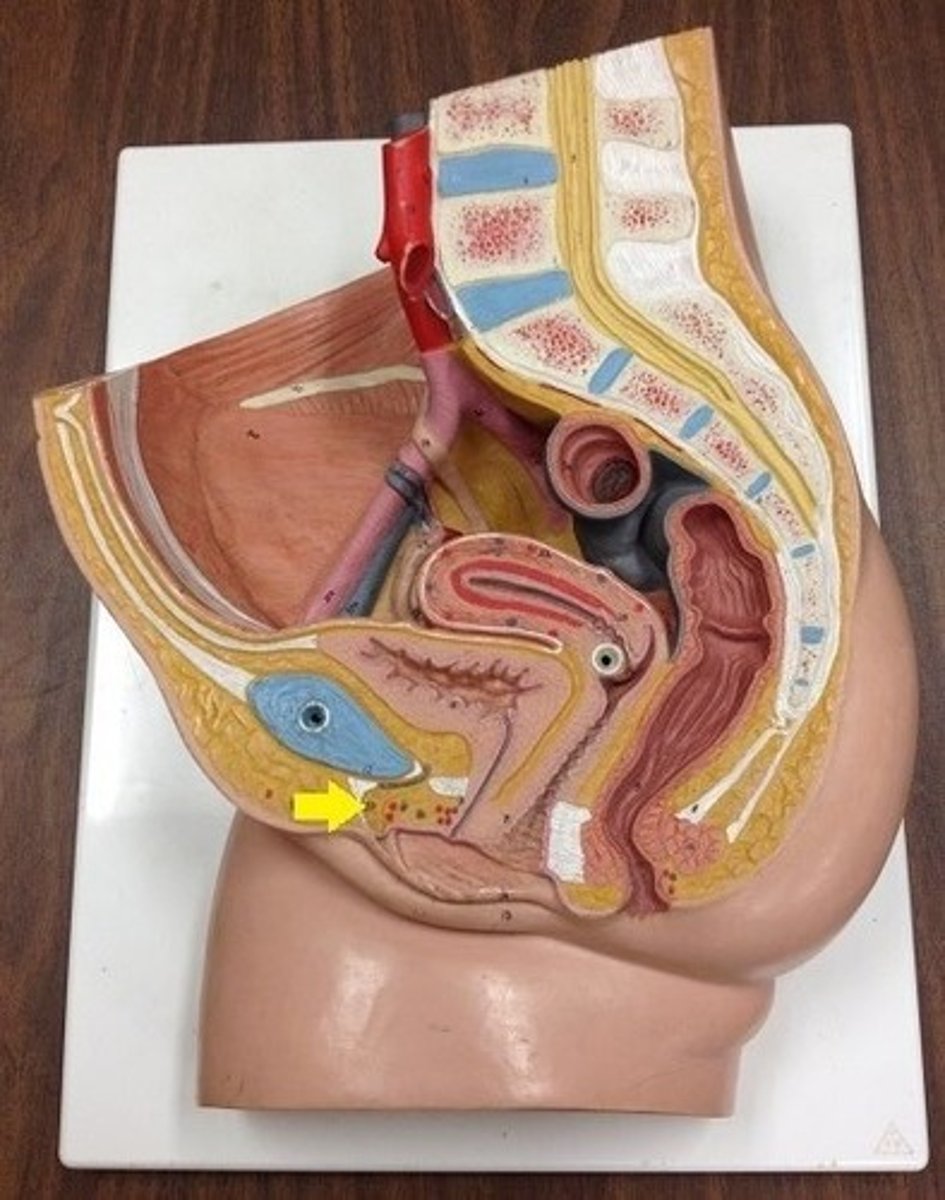 <p>Identify the structure.</p>