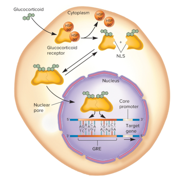 <ul><li><p>found within enhancers</p></li><li><p>located near dozens of different genes, so hormone can activate many genes</p></li><li><p>consists of 2 sequences that are close together</p><ul><li><p>5’-AGRACA-3’ </p></li><li><p>3’-TCYTGT-5’</p></li></ul></li><li><p>glucocorticoid hormones enter cell and bind to glucocorticoid receptor subunits that dimerize, enter nucleus, bind to GRE, and activate gene transcription</p></li></ul><p></p>