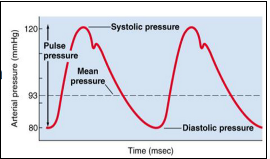 <ul><li><p><span style="background-color: transparent;"><span>MAP related to systolic and diastolic pressures through a formula </span></span></p><ul><li><p><span style="background-color: transparent;"><span>MAP= DBP +⅓ (SBP-DBP)</span></span></p></li><li><p><span style="background-color: transparent;"><span>Common way is to add diastolic to one-third of pulse pressure (= difference between diastolic and systolic)</span></span></p></li></ul></li><li><p><span style="background-color: transparent;"><span>Why care?</span></span></p><ul><li><p><span style="background-color: transparent;"><span>MAP represents average pressure in person’s arteries, indicating overall blood circulation and organ perfusion</span></span></p></li><li><p><span style="background-color: transparent;"><span>High MAP: increased risk of cardiovascular disease</span></span></p></li><li><p><span style="background-color: transparent;"><span>Low MAP: not enough oxygen to organs= shock, organ damage</span></span></p></li></ul></li></ul><p></p>