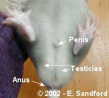 <p>Determining Sex of Rats </p>