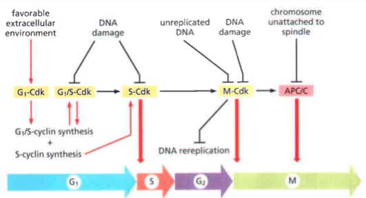 <p>Can occur at any time in the cell cycle After a cascade of signals and sequential phosphorylations, Cdk-cyclin complexes are inhibited - through recruitment of CKIs</p>