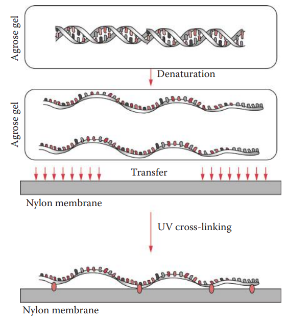 Southern blotting. DNA in agarose gel is denatured into single-stranded DNA and transferred to a solid-phase membrane where the single-stranded DNA is immobilized by ultraviolet cross-linking.