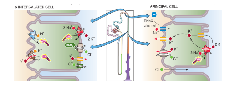 <p>Alpha-<span>intercalated cells</span></p><ul><li><p><span>reabsorb K+/ Secrete H+</span></p></li><li><p>Activated by Low K+</p></li><li><p><span>Transporters: </span>Via K,H ATPase and H-ATPase</p></li></ul><div data-type="horizontalRule"><hr></div><p><span>Principal cells:</span></p><ul><li><p><span>secrete K</span></p></li><li><p><span>Main Determinants = Na+ delivery to the DT→ Reabsorption via ENaC→ Electrochemical Gradient (More positive intracellular, less out, K+ leaves Cell)</span></p></li><li><p><span>Transporters: K,Cl-symporter, K- channels (multiple: ROMK and BK)</span></p></li></ul><p></p>