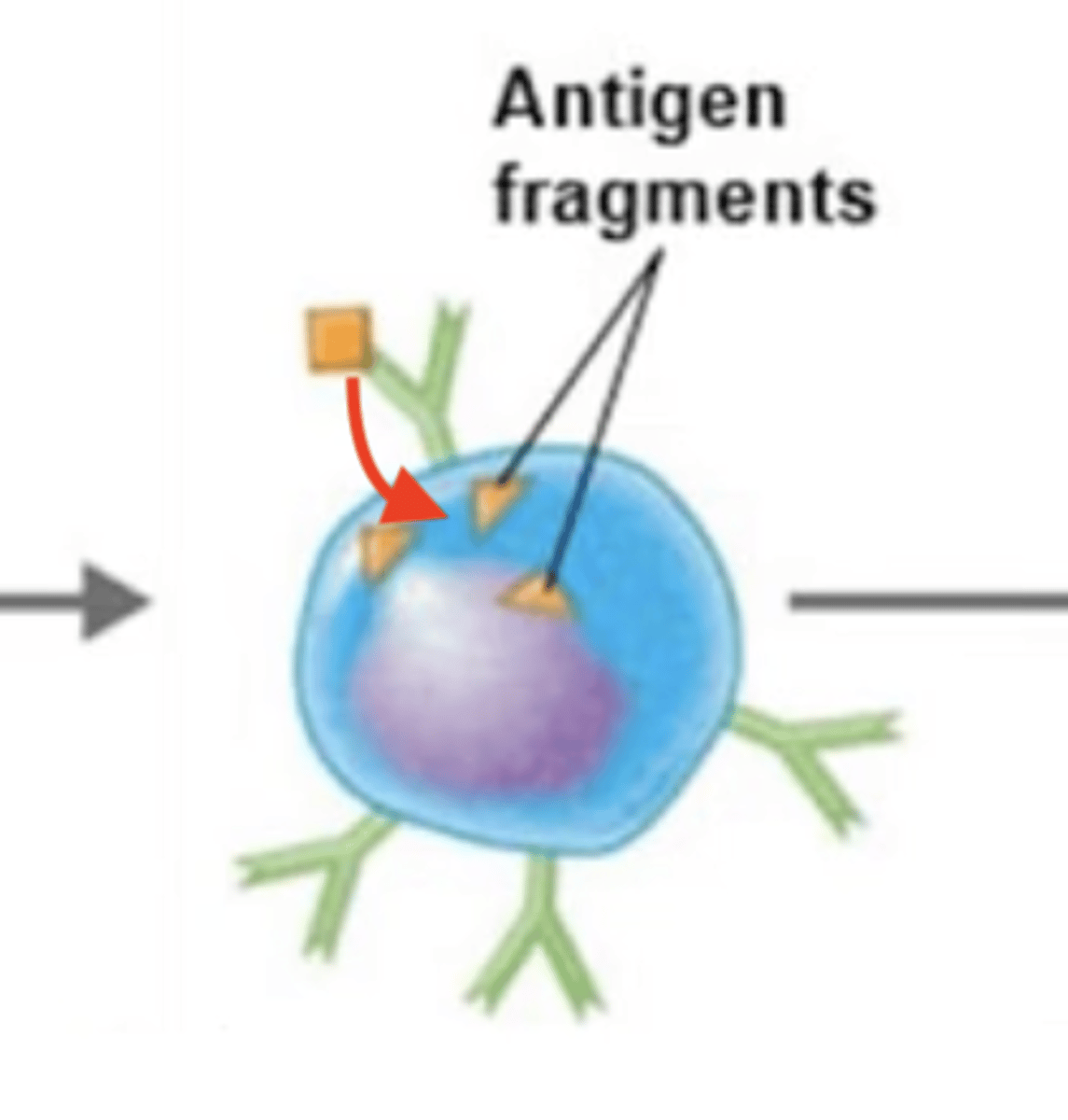 <p>B cell activation against T-dependent antigen</p><p>Fill in the blank:</p><p>1. BCR binds to extracellular antigen.</p><p>2.</p><p>3. Intracellular antigen is digested into antigen fragments = processed antigen.</p><p>4. MHC-II receptor binds to processed antigen = antigen-MHC-II complex.</p><p>5. Antigen-MHC-II complex moves to surface of B cell.</p><p>6. MHC-II complex displays processed antigen to Th2 cell.</p><p>7. TCR of Th2 binds to processed antigen.</p><p>8. CD4 receptor on Th2 binds to MHC-II receptor.</p><p>9. Th2 releases cytokines.</p><p>10. Cytokines activate B cell.</p><p>11. B cell proliferates and differentiates into either plasma cells or memory B cells.</p>