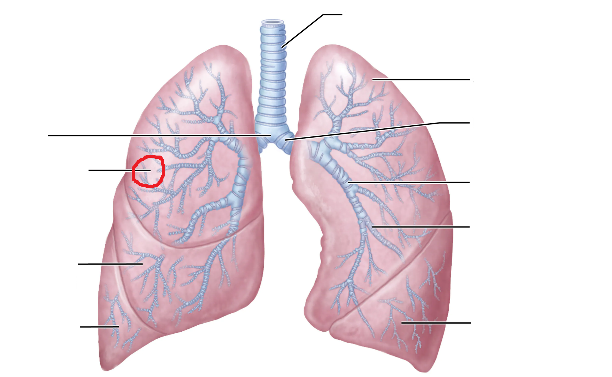 <p>What is the area marked in red?</p>