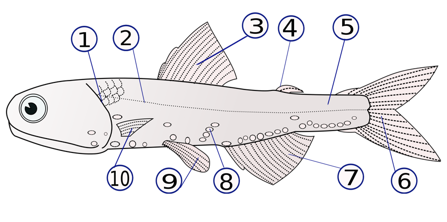 <p><strong>Counterillumination for Camouflage</strong></p><p>-Lanternfish use ventral photophores to match the brightness of downwelling light, reducing their silhouette.</p><p>-This strategy helps them avoid detection from predators looking up in deep-sea environments.</p><p><strong>Adaptive Bioluminescence</strong></p><p>-They actively adjust their light output based on ambient light conditions.</p><p>-This dynamic regulation makes their camouflage more effective.</p><p><strong>Visual Feedback Mechanism</strong></p><p>-Evidence suggests lanternfish have a light-sensing pathway to monitor and fine-tune their bioluminescence in real time.</p><p>-This feedback system enables precise light matching.</p><p><strong>Evolutionary Significance</strong></p><p>-Counterillumination is a widespread strategy among deep-sea fish, demonstrating how marine species evolve to reduce predation risk.</p><p>-Understanding these mechanisms provides insights into sensory adaptations in extreme environments.</p>