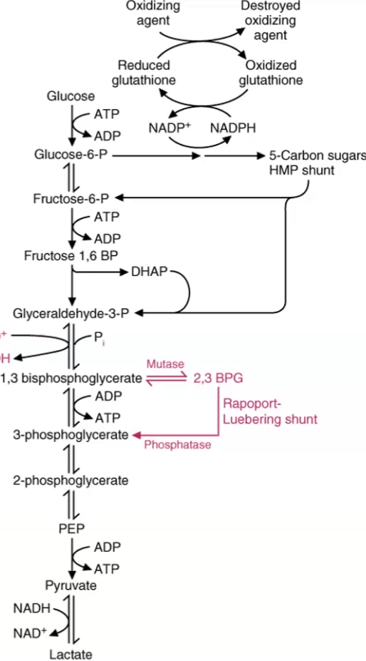 <ul><li><p><span style="color: blue">1,3-bisphosphoglycerate (1,3BPG)</span><span style="color: red"> — mutase →</span> <span style="color: blue">2,3BPG</span></p><p> <span style="color: red">—phosphatase→</span> <span style="color: blue">3-phosphoglycerate</span></p></li><li><p>The function is to <strong>produce 2,3GPG</strong> to: <strong>moderate oxygen binding</strong>, <strong>stabilize the <u>deoxy</u> form of hemoglobin</strong> and <strong>facilitate oxygen release to tissues</strong></p></li><li><p>1,3-BPG is <strong>shunted from glycolysis</strong></p></li><li><p>Because a step is skipped (would generate 2 ATP), the second stage of glycolysis only generates 2 ATP, which brings the<strong> net ATP of glycolysis to 0 </strong>when you subtract the 2 ATP from the preparative stage</p></li></ul><p></p>