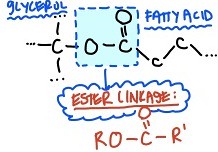 <p>The linkage formed between the glycerol molecule and the fatty acids in a fat is the ester linkage. This bond is formed through dehydration synthesis.</p>