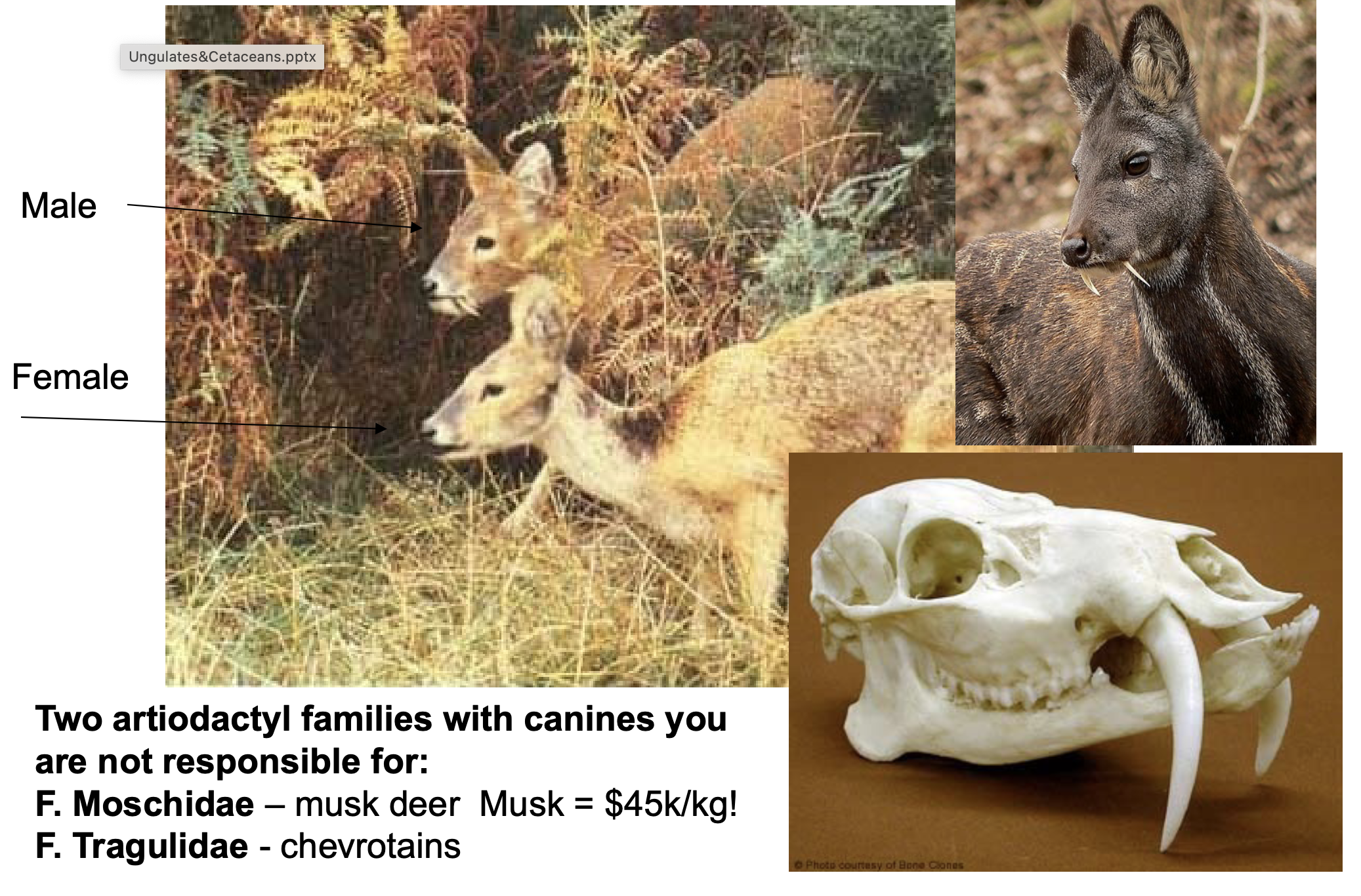 <p>Order? Family? </p>