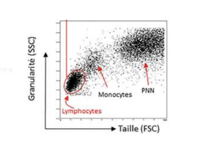 <p>Les données sont traitées informatiquement pour produire des graphiques montrant la distribution des populations cellulaires selon les paramètres mesurés.</p>