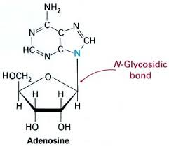 <p>type of covalent bond that connects a carbohydrate molecule to a nitrogen atom typically found in nucleotides and nucleosides</p>