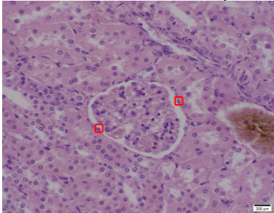 <p>Name this tissue, functions, and location</p>