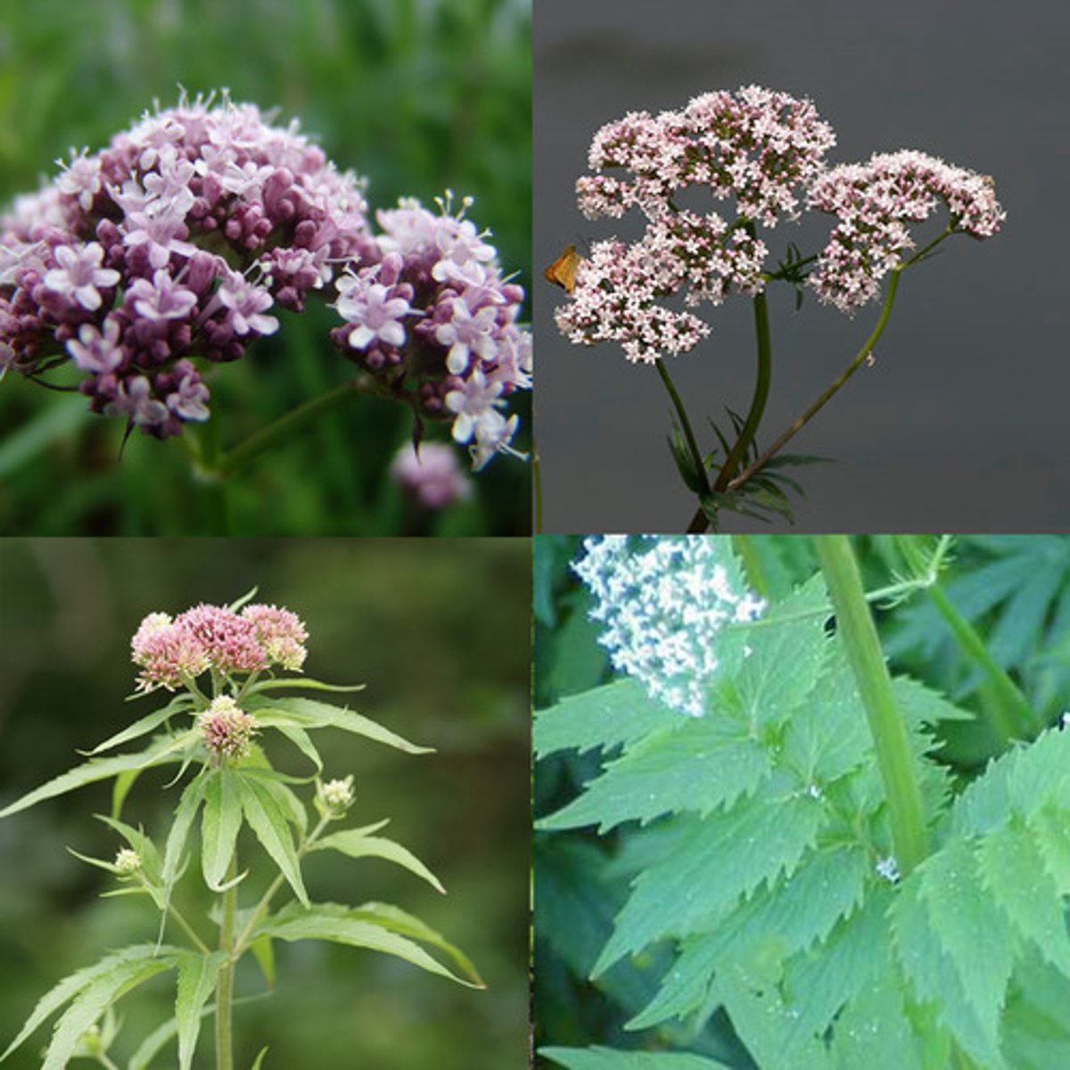 <p>Echte valeriaan</p>