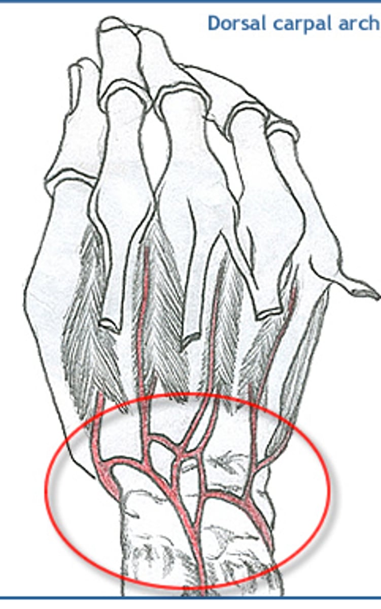 <p>system of small arteries given off by the radial artery</p><p>gives off dorsal metacarpal arteries and dorsal digital arteries</p>
