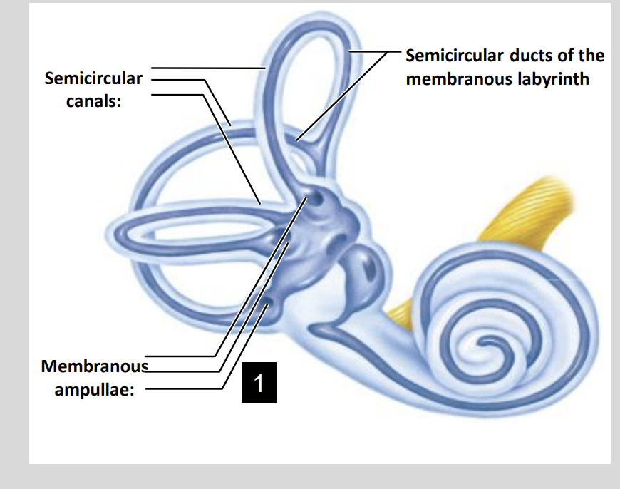 <p>Semi CC Diagram</p>