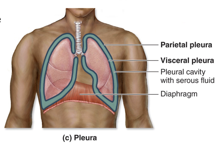 <p>Pleura cavity</p>
