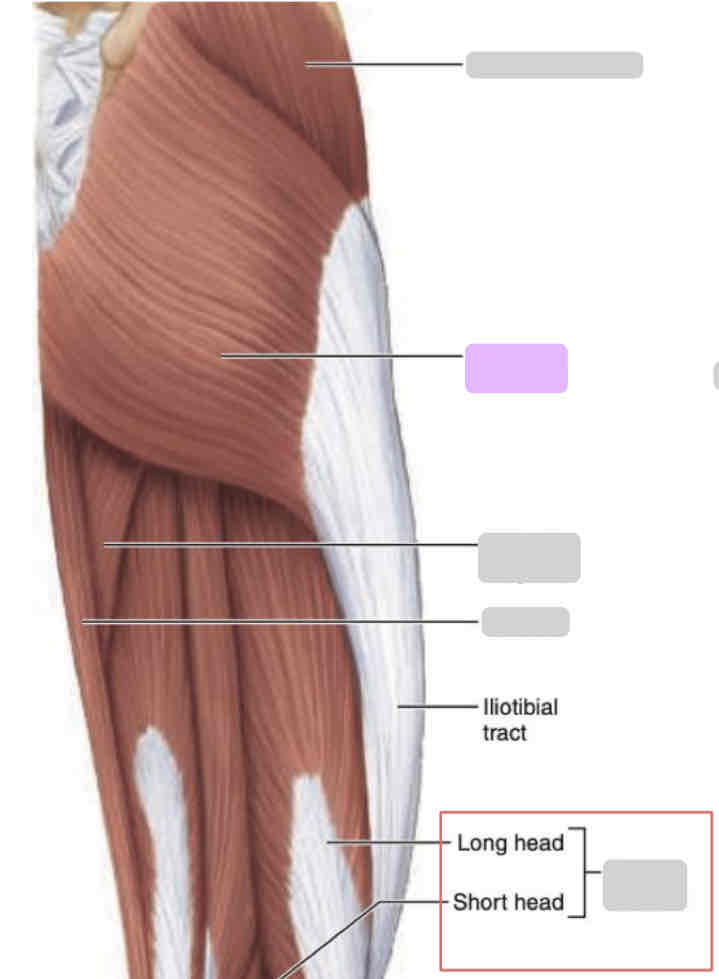 <p>Posterior thigh (superficial)</p>