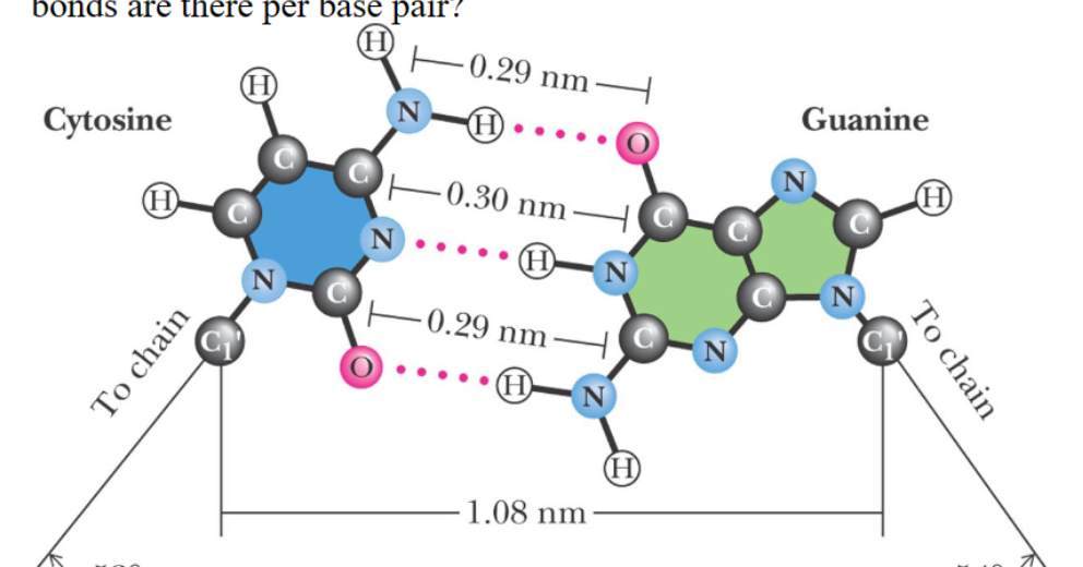 <p>How many H- bonds are there per base pair?</p>