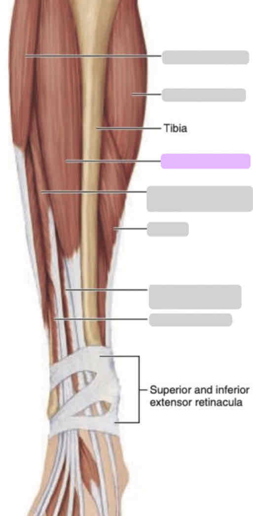 <p>Anterior leg (superficial)</p>