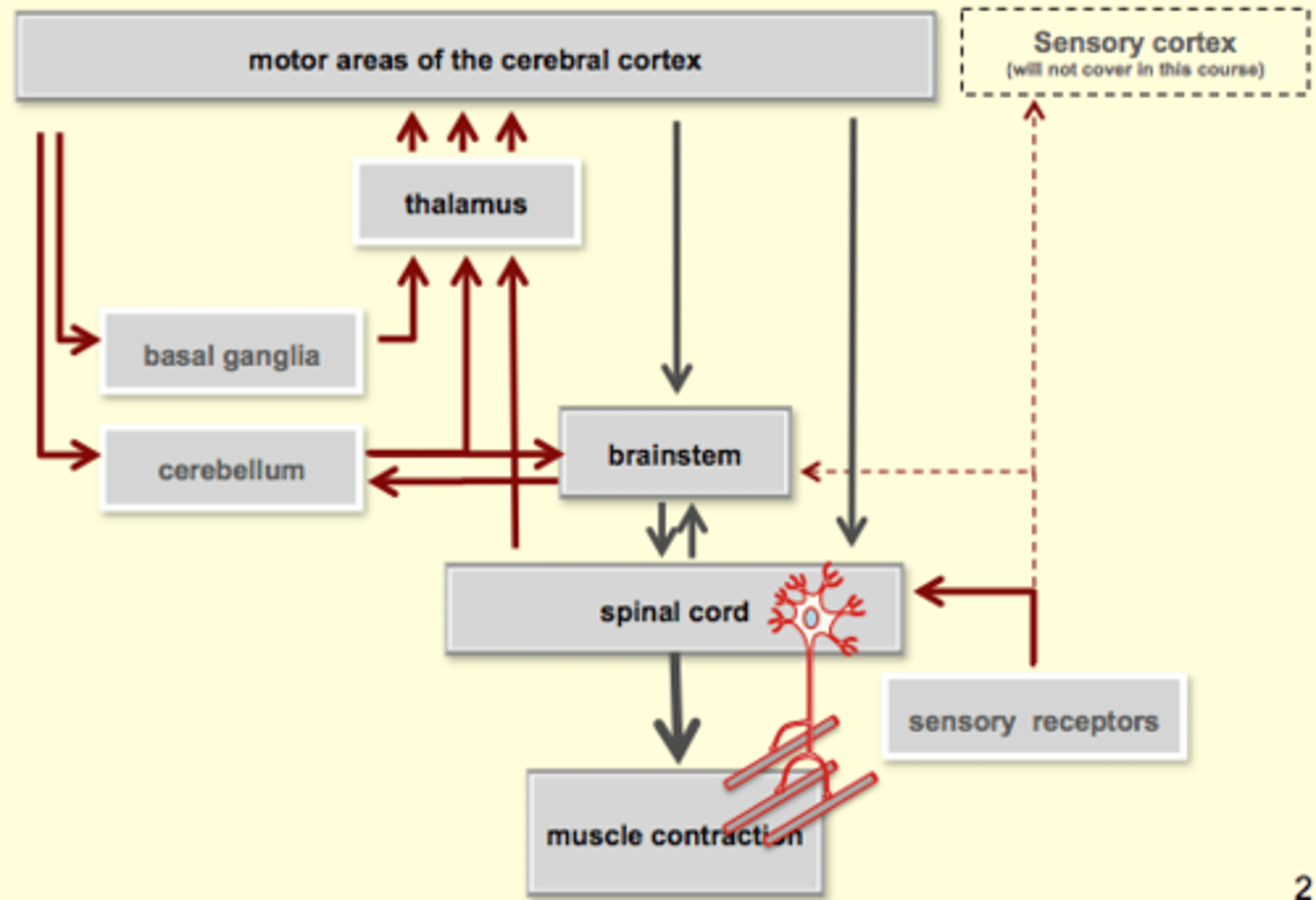 <p>The smallest force-producing unit of the intact neuromuscular system (organism)</p><p>- comprised of a motor neuron and all of the muscle fibres that it innervates (has muscle and motor unit)</p><p>part of motor unit is in peripheral nervous system, ends in muscle and activates muscle cells</p><p>Image: know the functions of all the "boxes"</p><p>can only activate alpha motor neurons, each motor neuron (alpha)</p><p>motor units can innervate 10s or 100s</p>