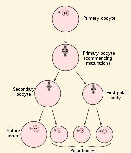 <p>oogenesis </p>