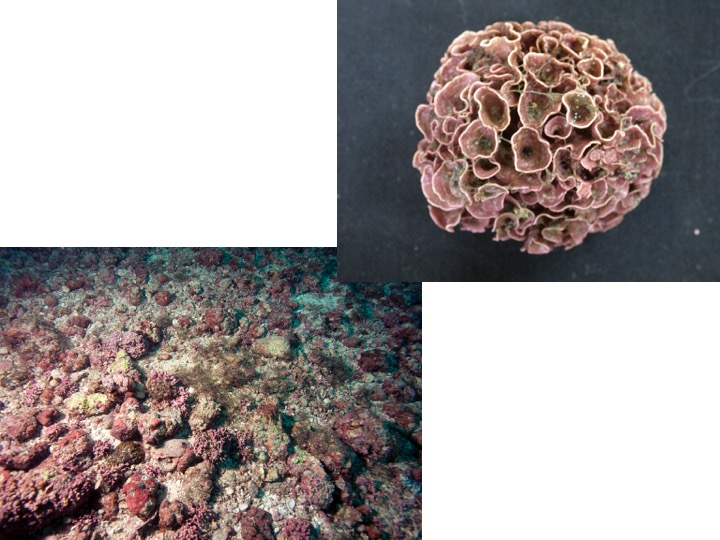 <p>To which Class of algae do these specimens belong?</p><p>Charophyceae</p><p>Ulvophyceae</p><p>Bangiophyceae</p><p>Florideophyceae</p>