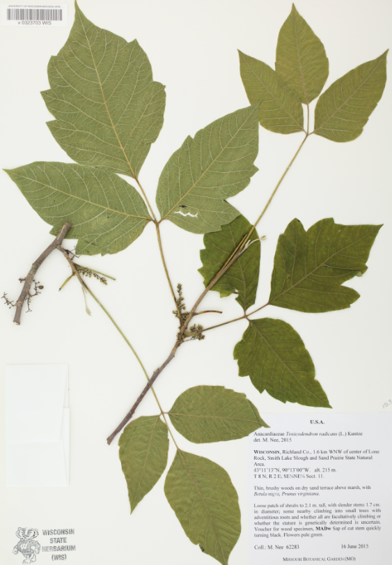 <p>Anacardiaceae</p>