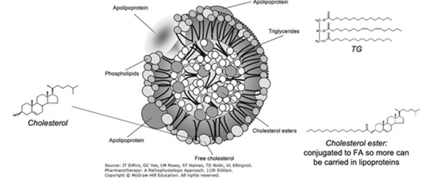 <ul><li><p><u>85-90% triglycerides</u></p></li><li><p>5-10% phospholipids</p></li><li><p>1-3% cholesterol esters (CE)</p></li><li><p>1-2% apolipoproteins (Apo) E &amp; C2.</p></li></ul><p></p>