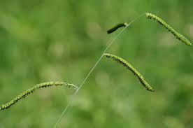 <p>Dallis Grass</p>