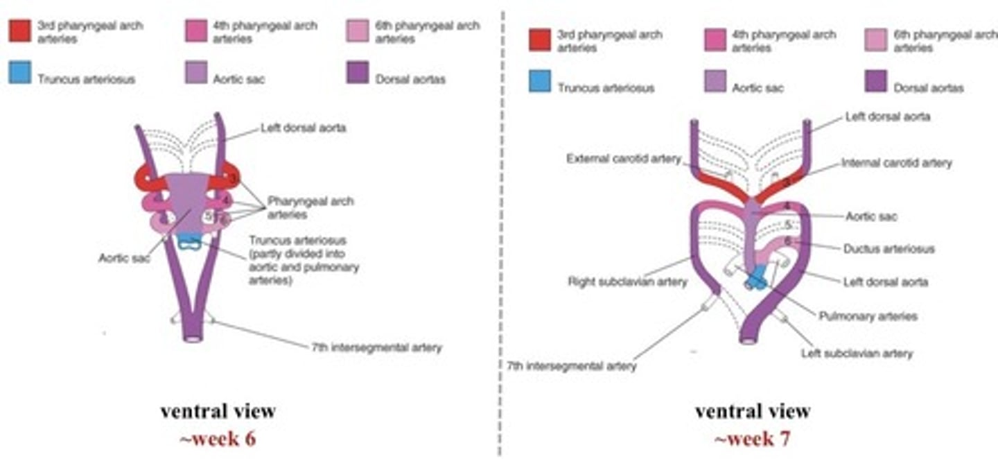 <p>1st + 2nd also mostly regress by 6 weeks</p><p>1st = maxillary arteries (ears, teeth, muscles of face)</p><p>2nd = dorsal remnants form stems of the small stapedial arteries (middle ear)</p><p>dorsal aorta degenerates between 3rd &amp; 4th = physical separation between 3rd and 4th outflows</p><p>3rd = internal carotid artery (both sides)</p><p>4th = bilateral (parallel to 3rd PAA)</p><p>6th = ductus arteriosus</p>